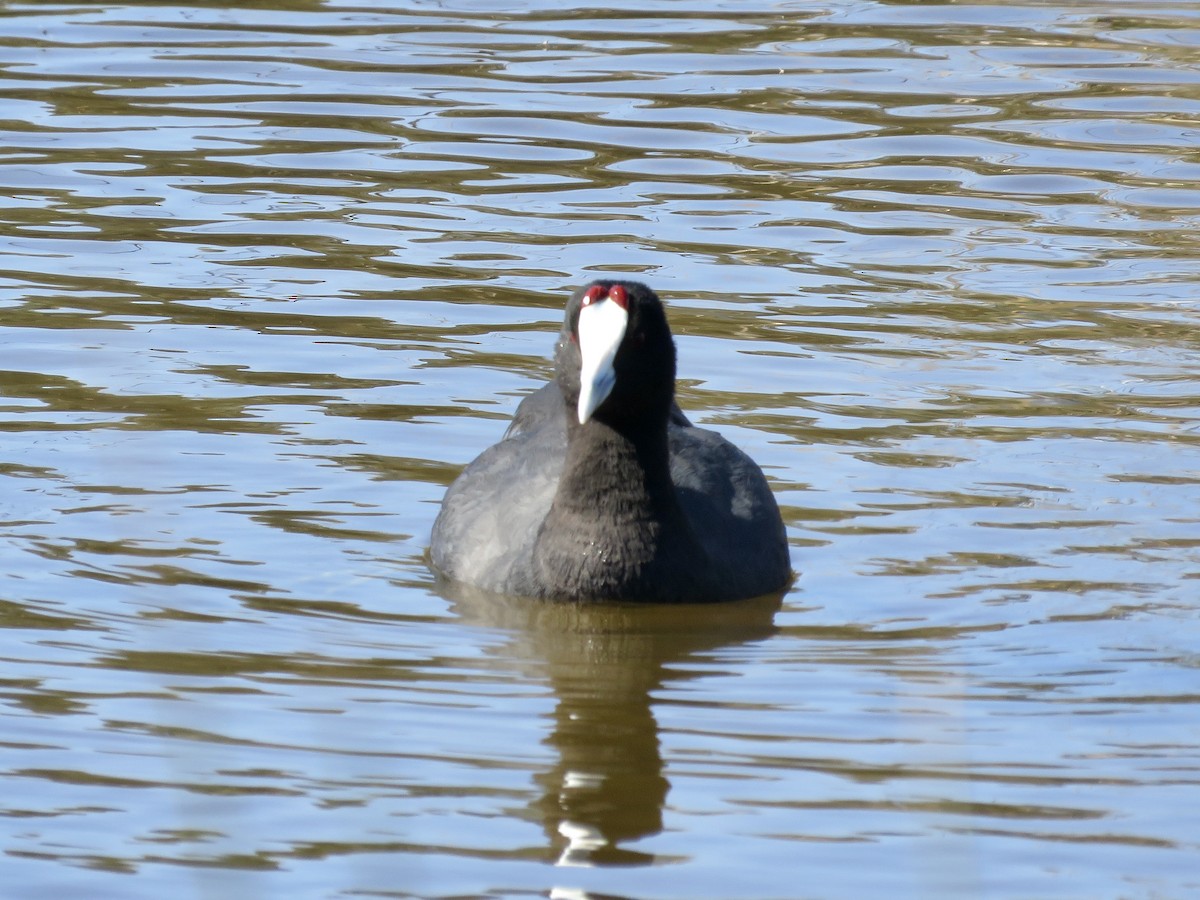 Red-knobbed Coot - ML619275805