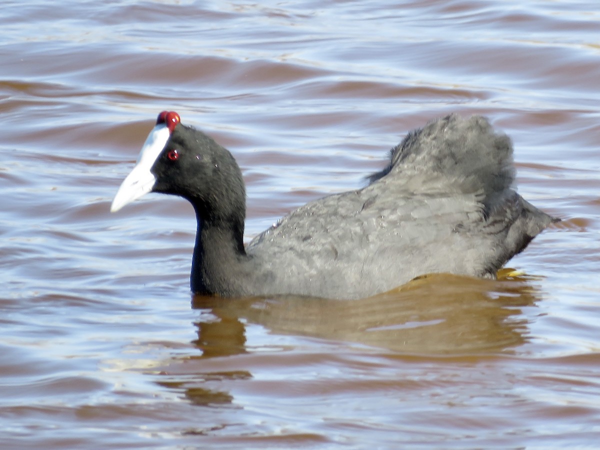 Red-knobbed Coot - ML619275812