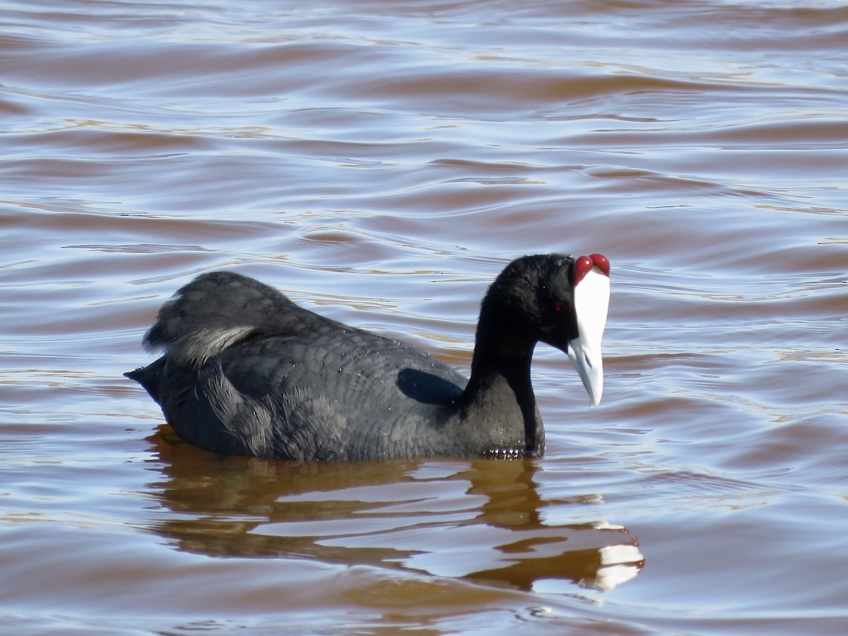 Red-knobbed Coot - ML619275817