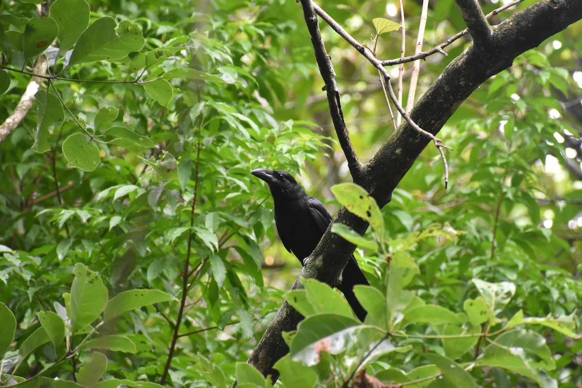 Large-billed Crow - ML619275858