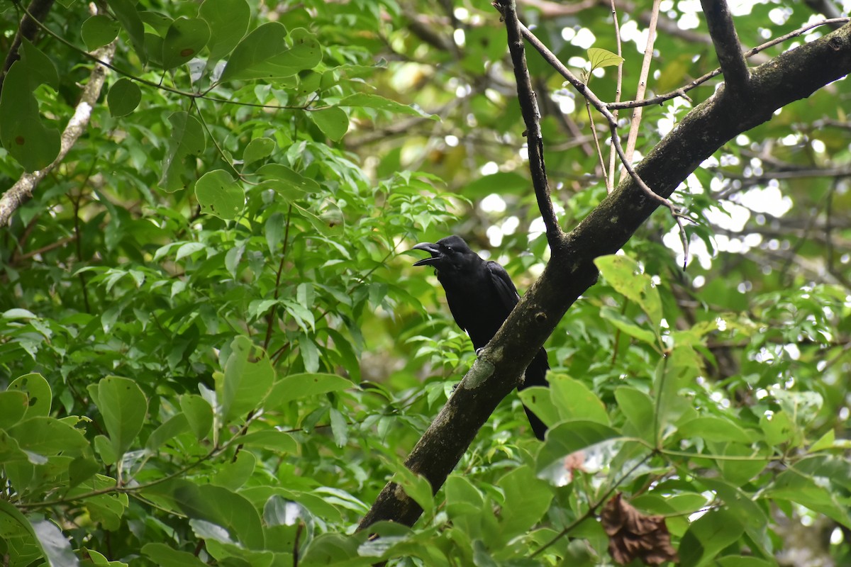 Large-billed Crow - ML619275859