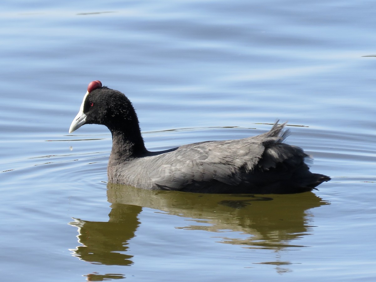 Red-knobbed Coot - ML619275860
