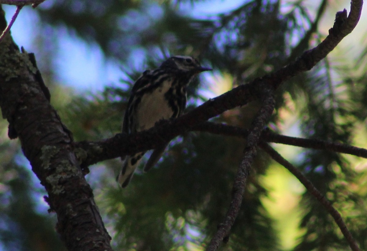 Black-and-white Warbler - ML619275908