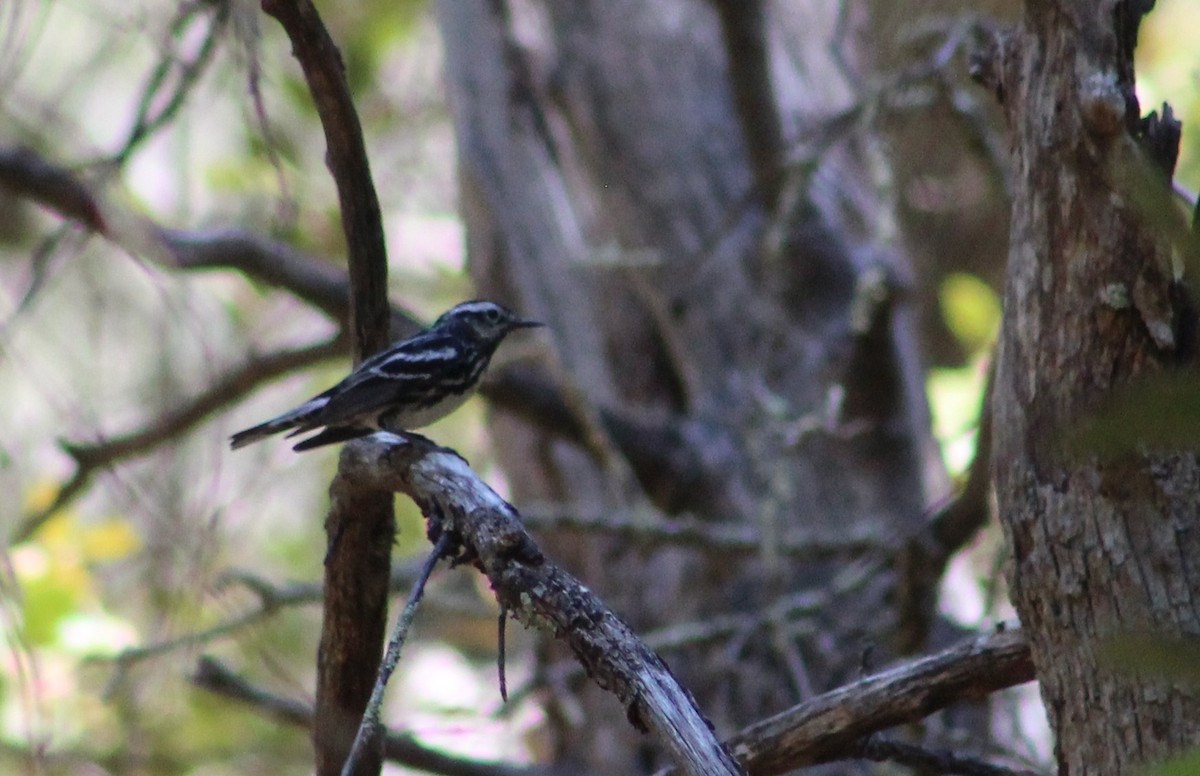 Black-and-white Warbler - ML619275912