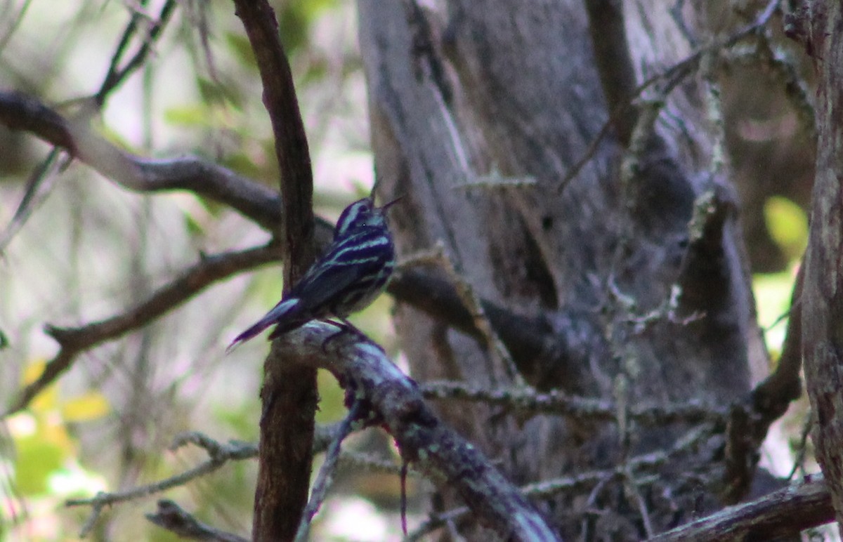 Black-and-white Warbler - ML619275913