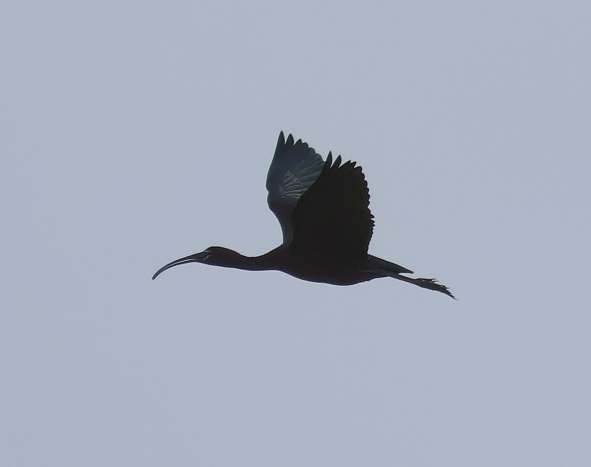 ibis hnědý - ML619275934