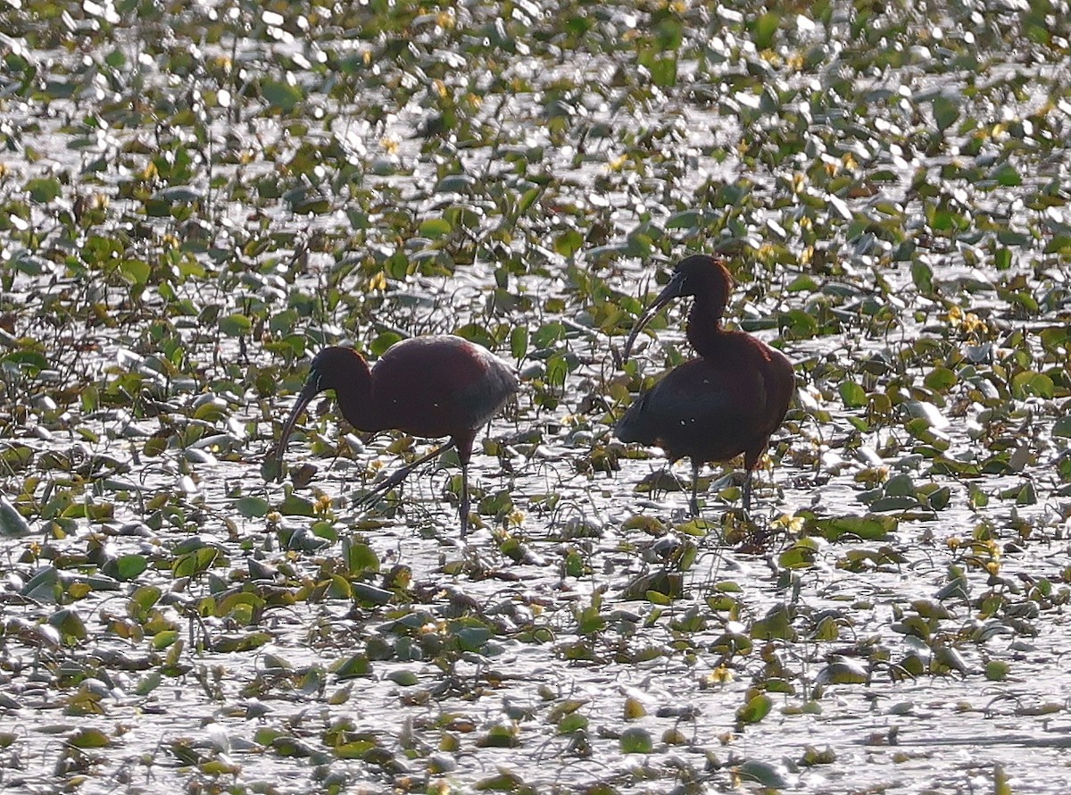 ibis hnědý - ML619275940
