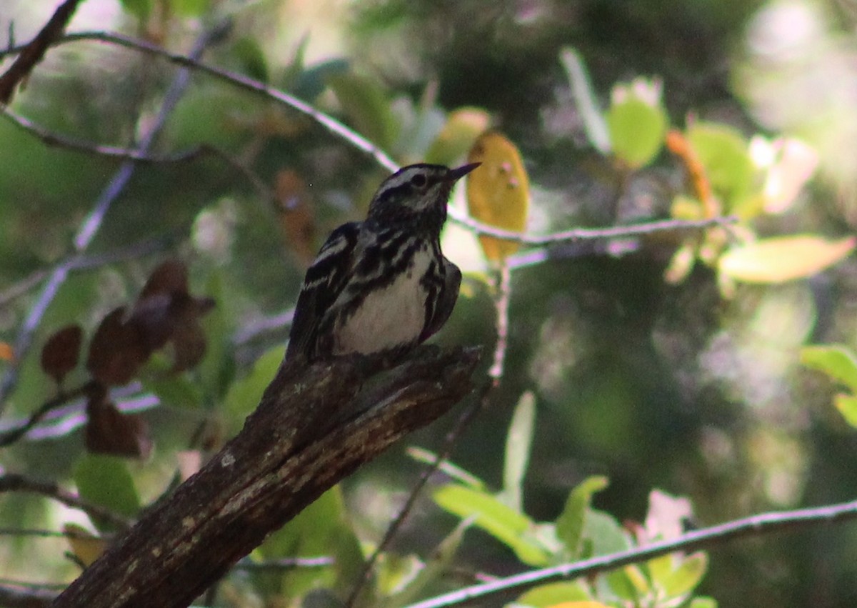 Black-and-white Warbler - ML619275947