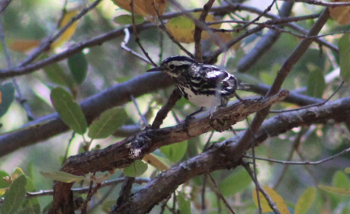 Black-and-white Warbler - ML619275949