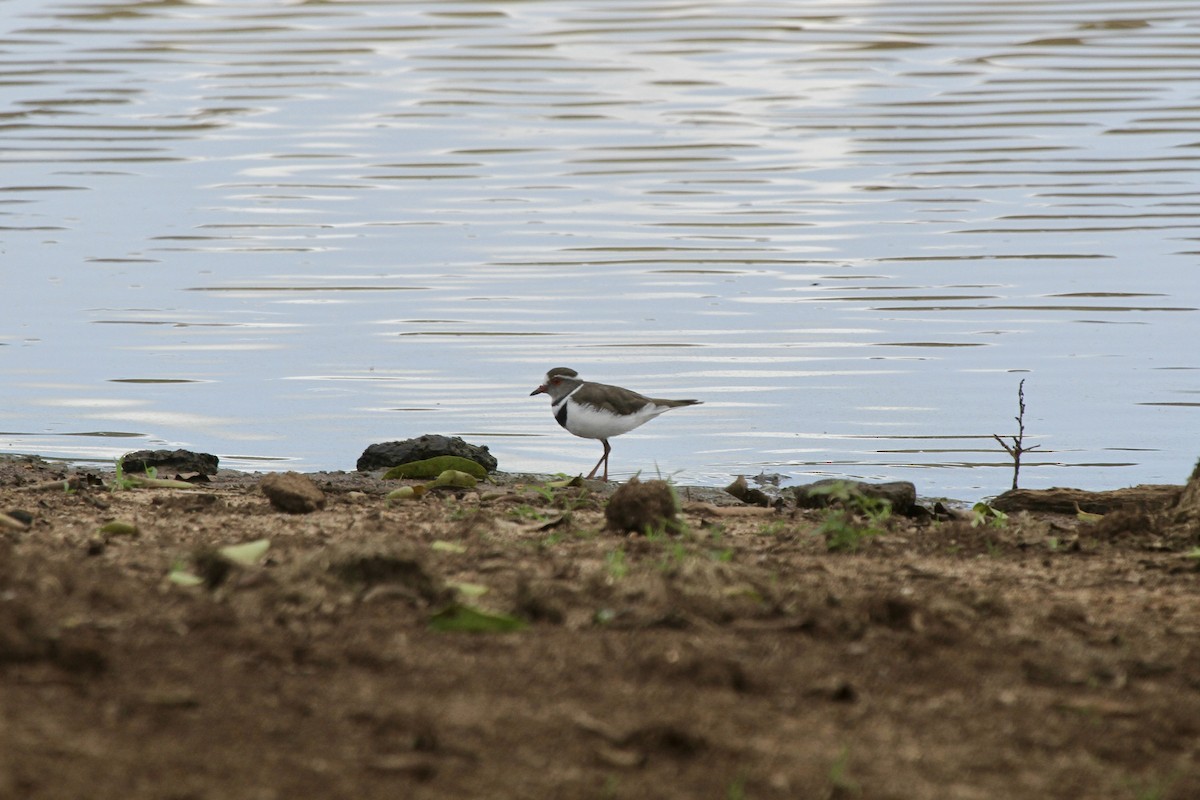 Three-banded Plover - ML619276010