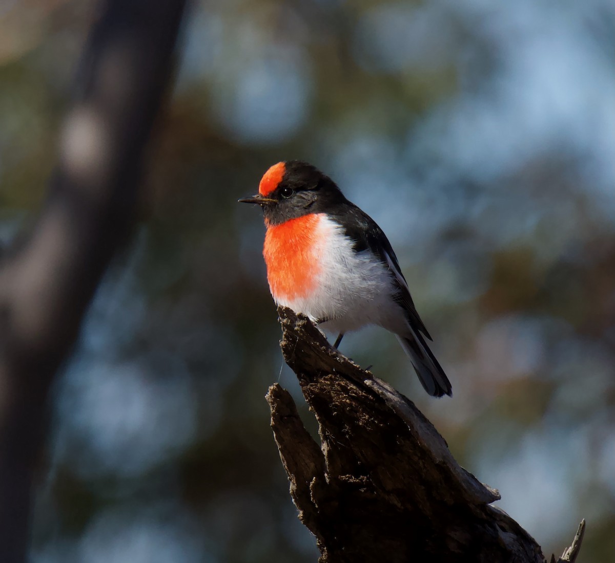 Red-capped Robin - ML619276015