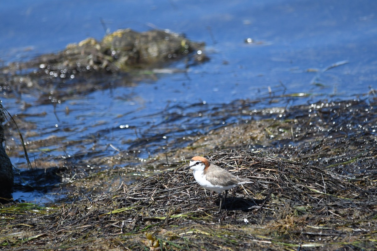 Red-capped Plover - ML619276039