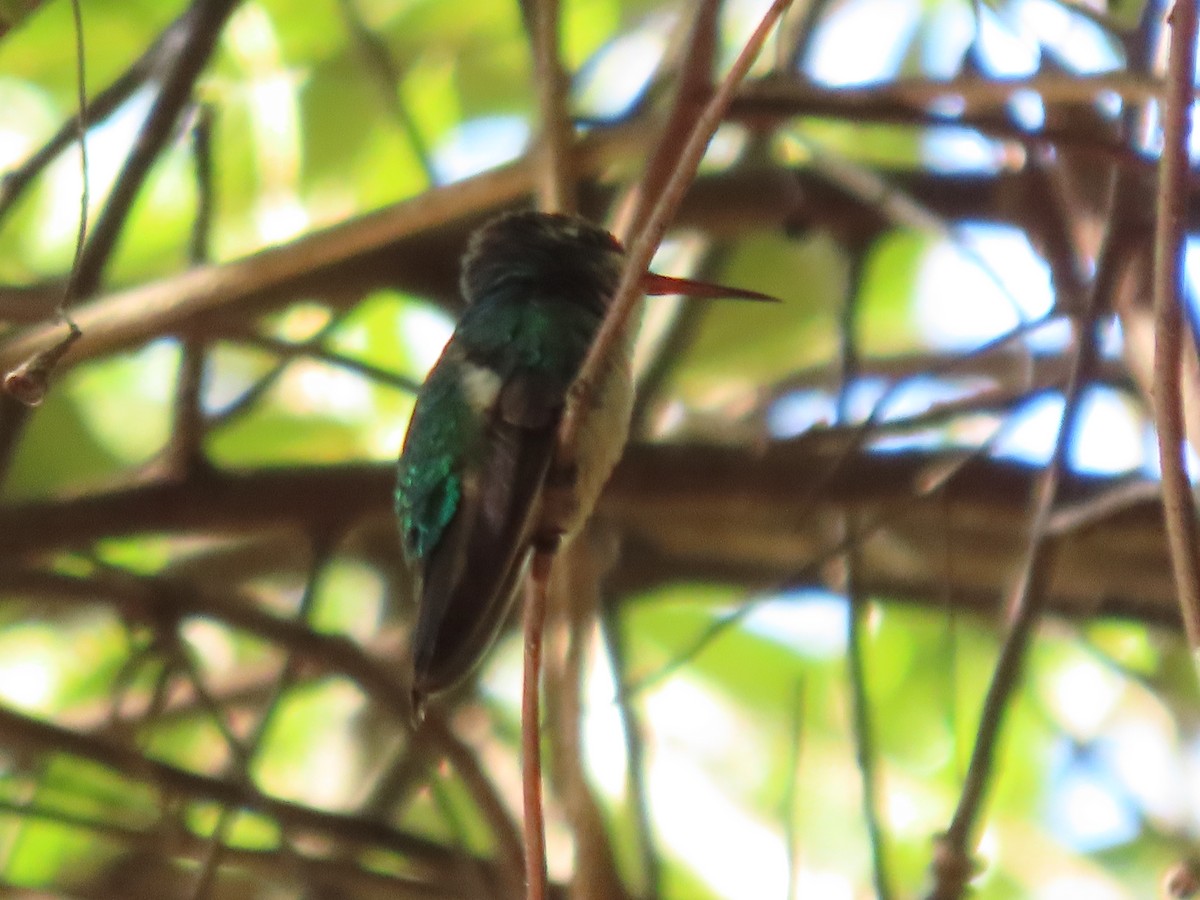 kolibřík lesklobřichý - ML619276078