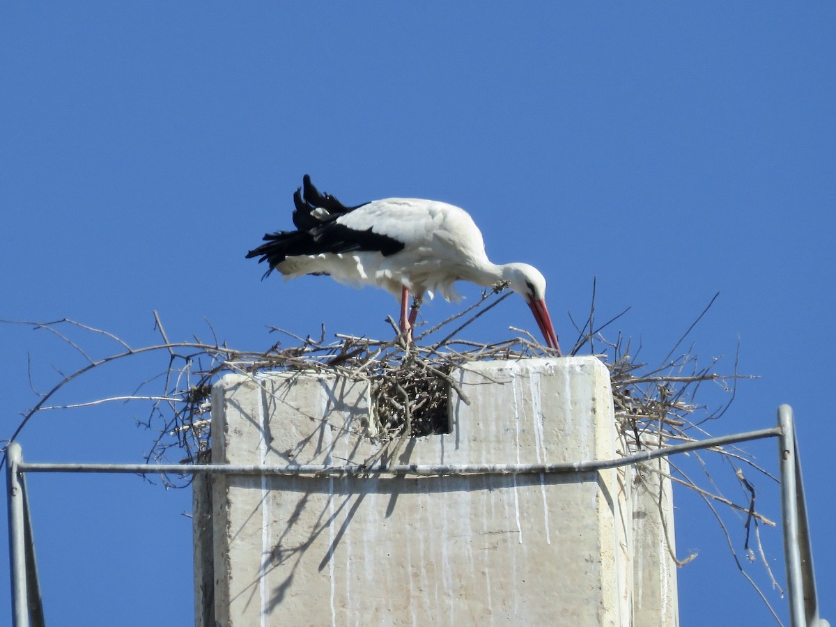 White Stork - ML619276095