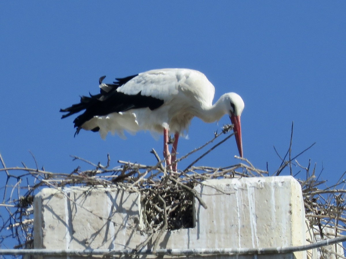 White Stork - ML619276096