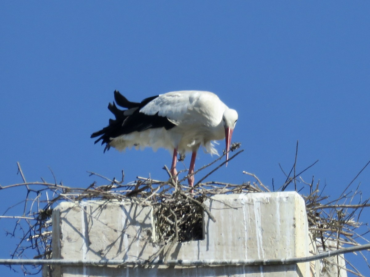 White Stork - ML619276097