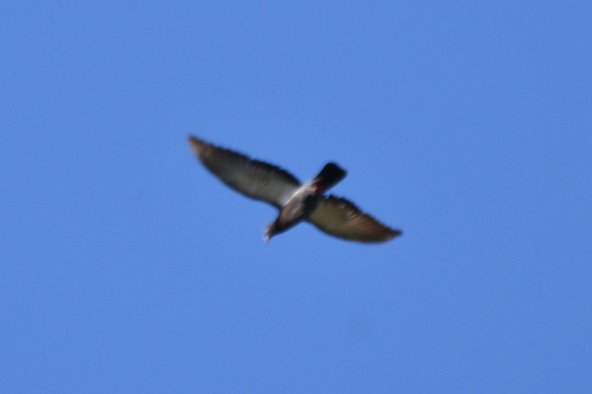 holub skalní (domácí) - ML619276154