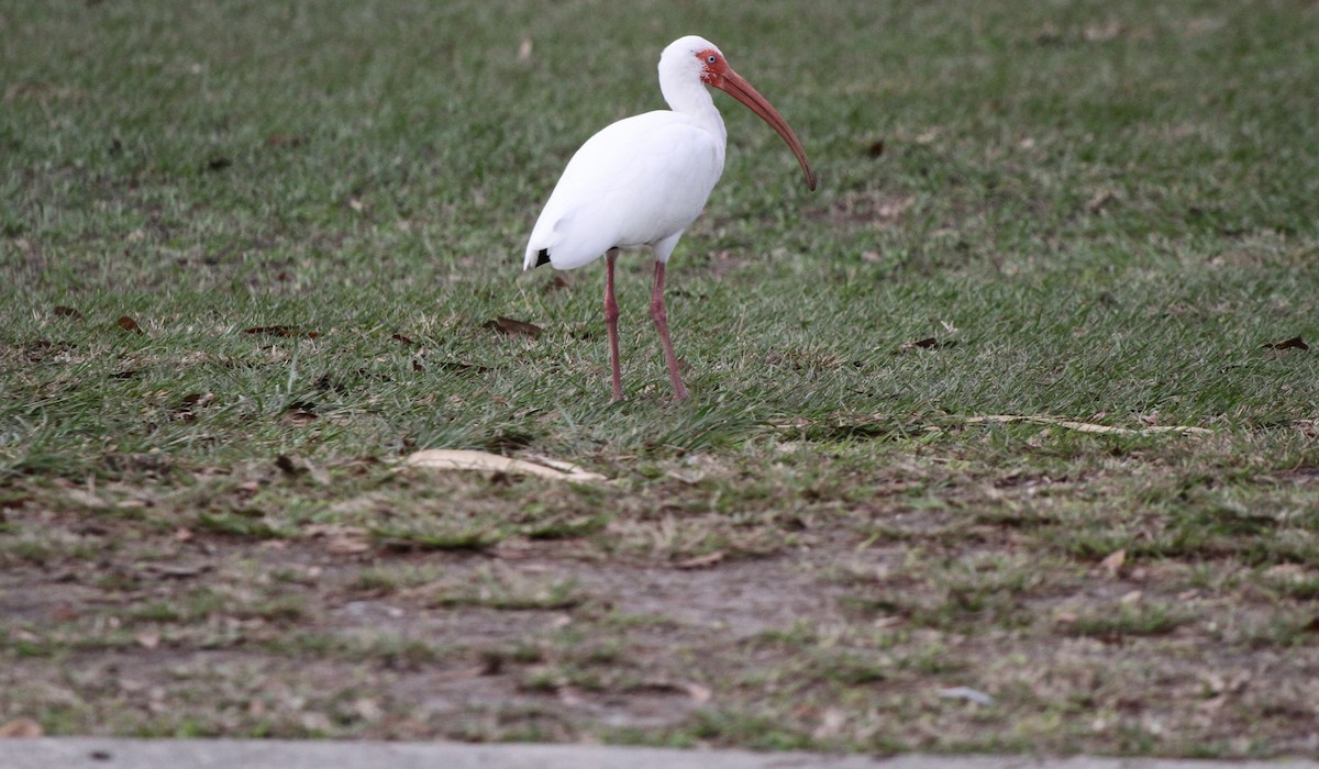ibis bílý - ML619276184