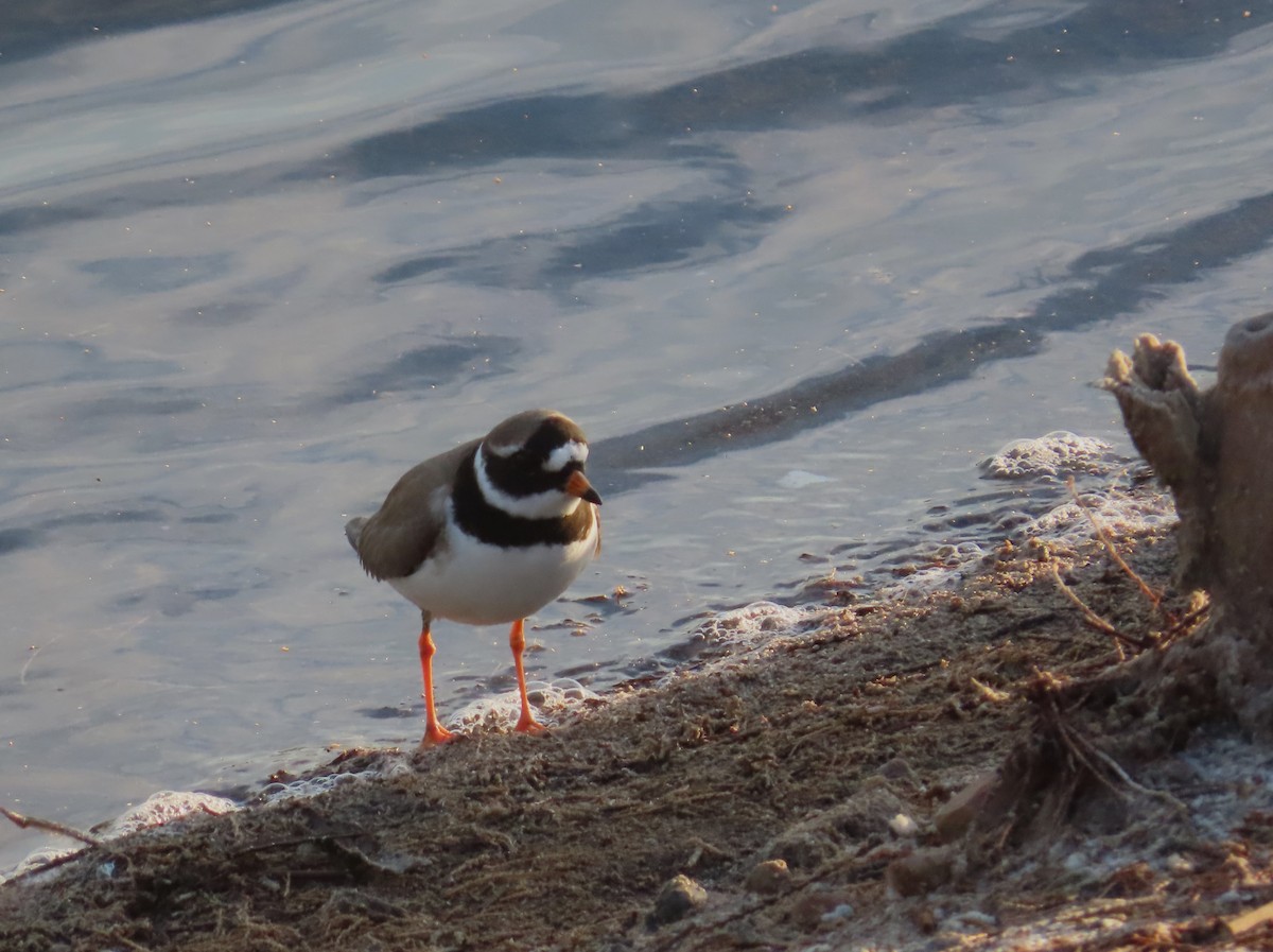 Common Ringed Plover - ML619276205
