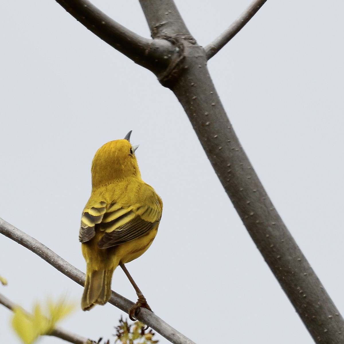 Yellow Warbler - ML619276208