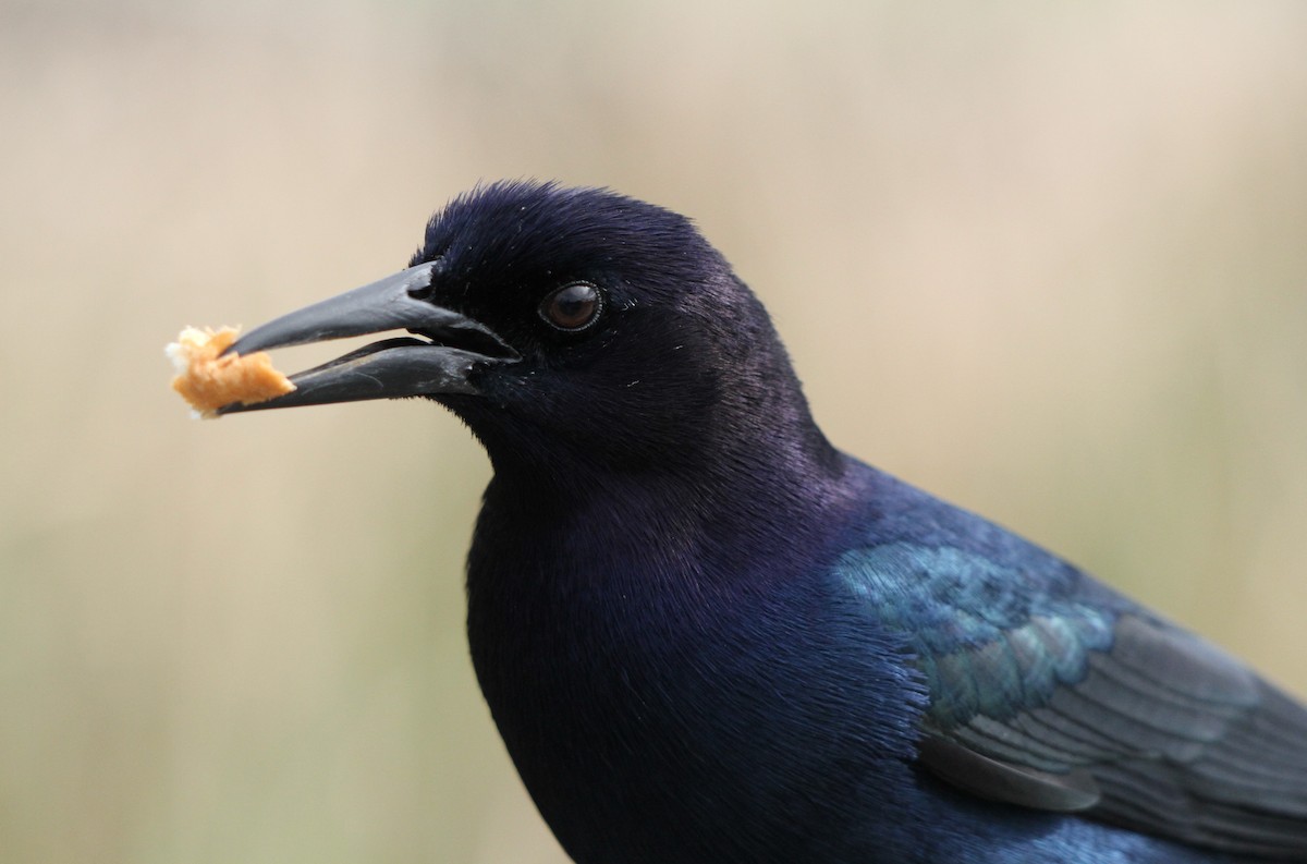 Boat-tailed Grackle - ML619276220