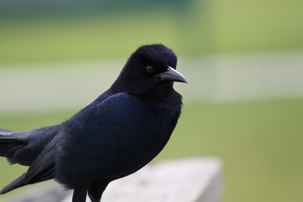 Boat-tailed Grackle - ML619276222
