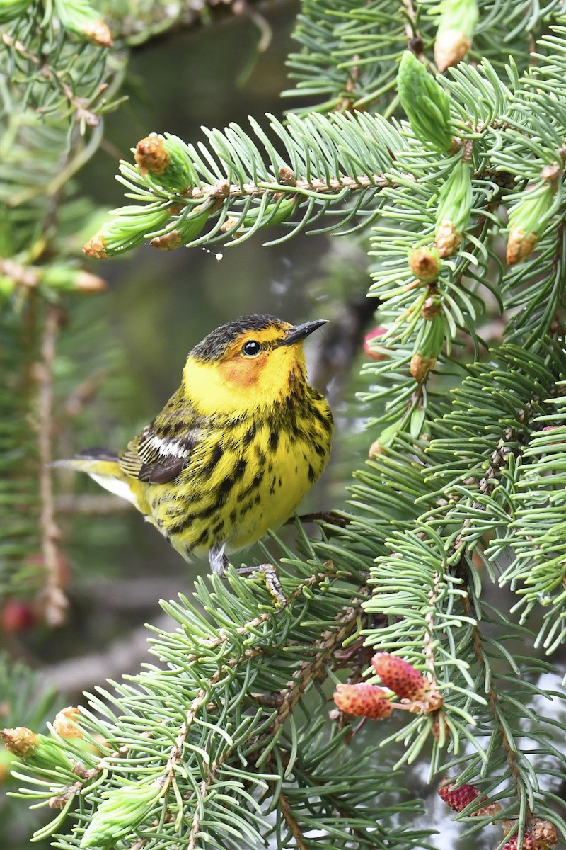 Cape May Warbler - ML619276249
