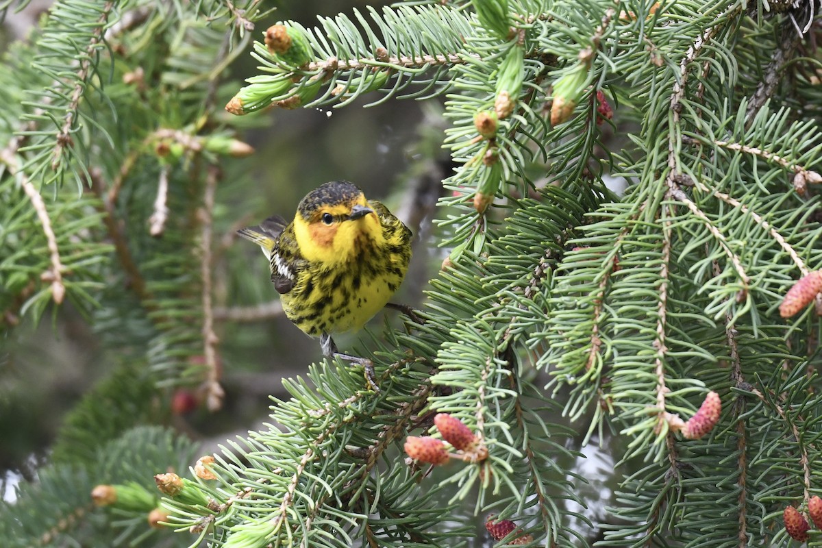Cape May Warbler - ML619276259