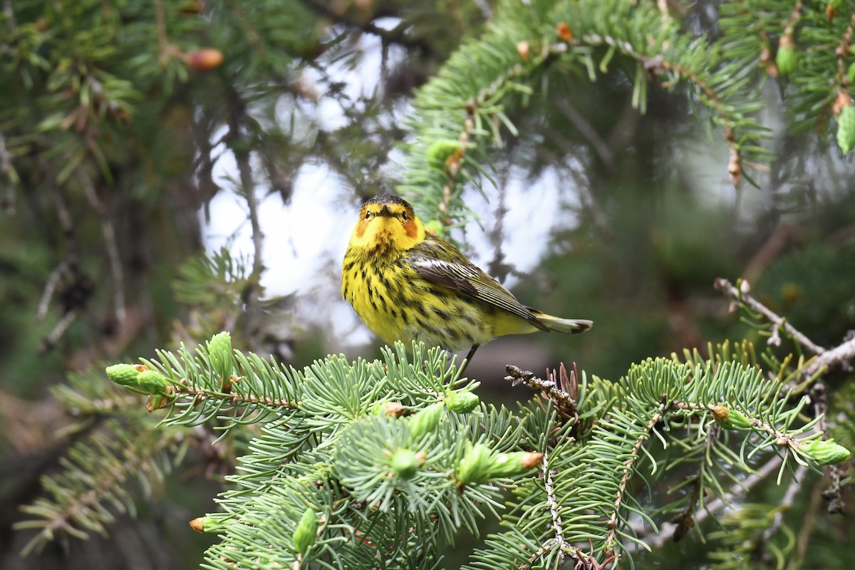 Cape May Warbler - ML619276260