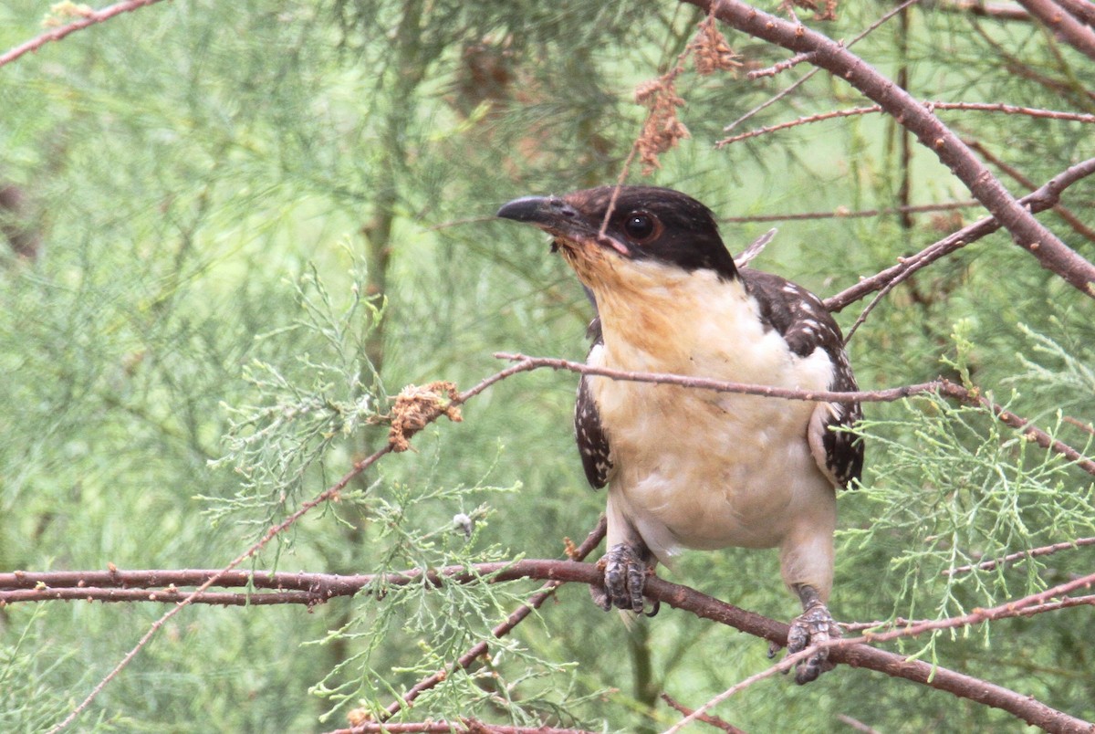 Great Spotted Cuckoo - ML619276270