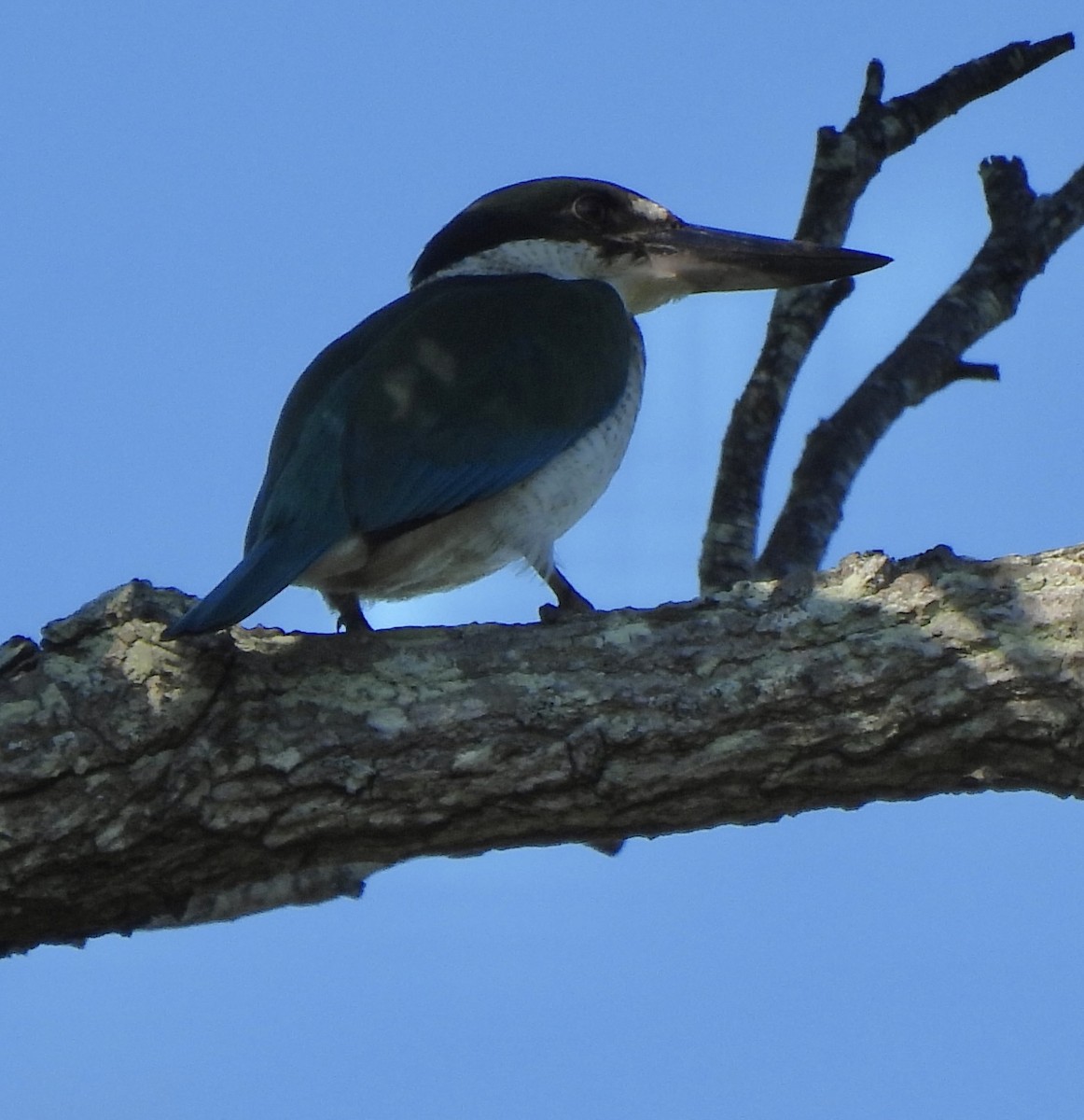 Torresian Kingfisher - ML619276271