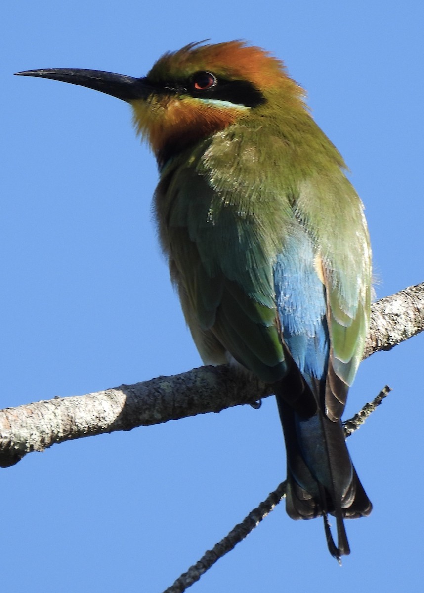 Rainbow Bee-eater - ML619276335