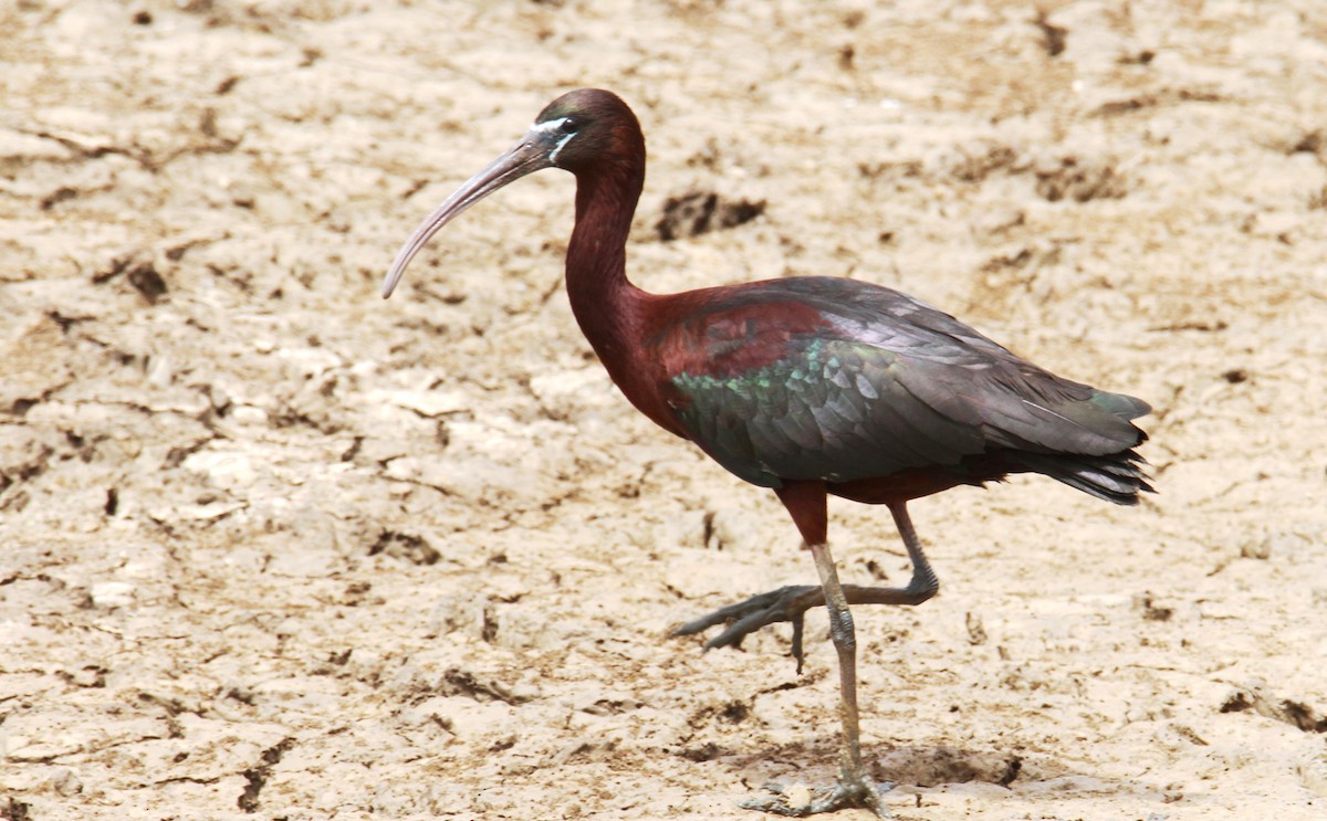 ibis hnědý - ML619276336