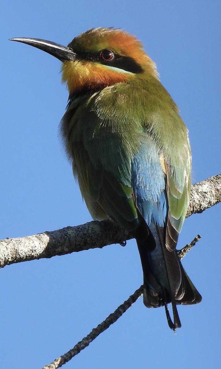 Rainbow Bee-eater - ML619276340