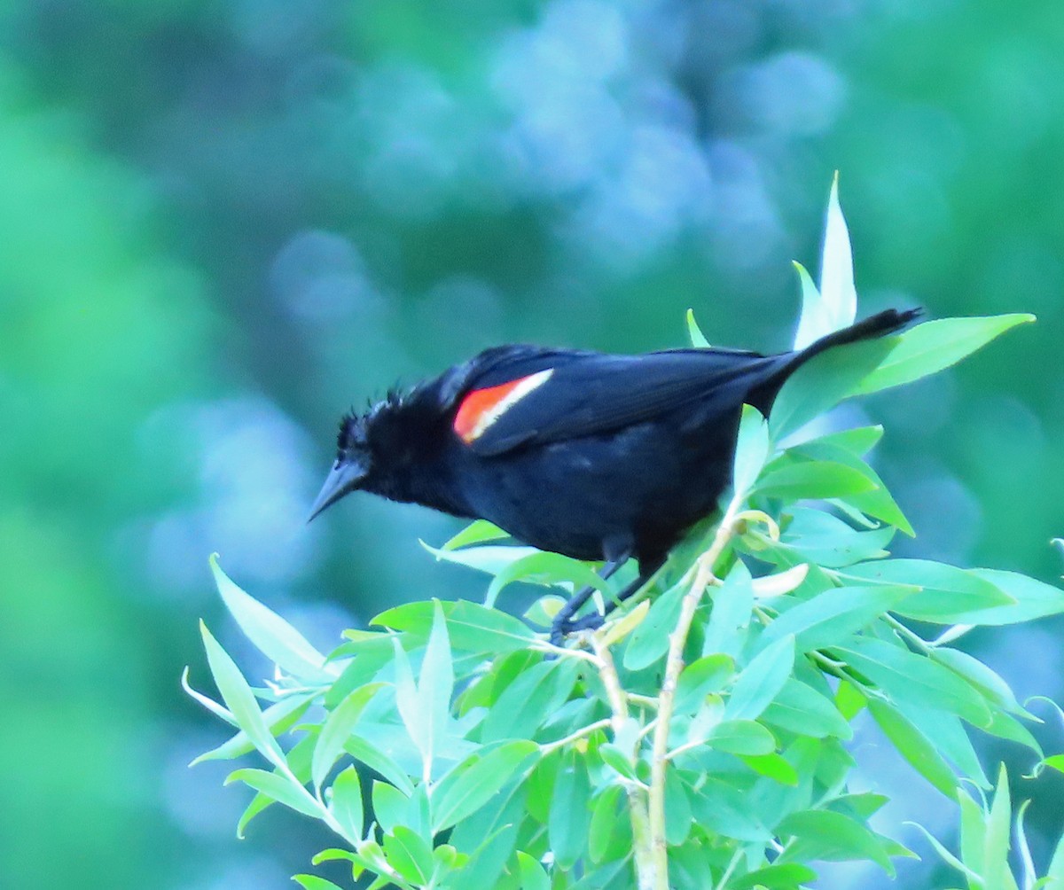 Red-winged Blackbird - ML619276344