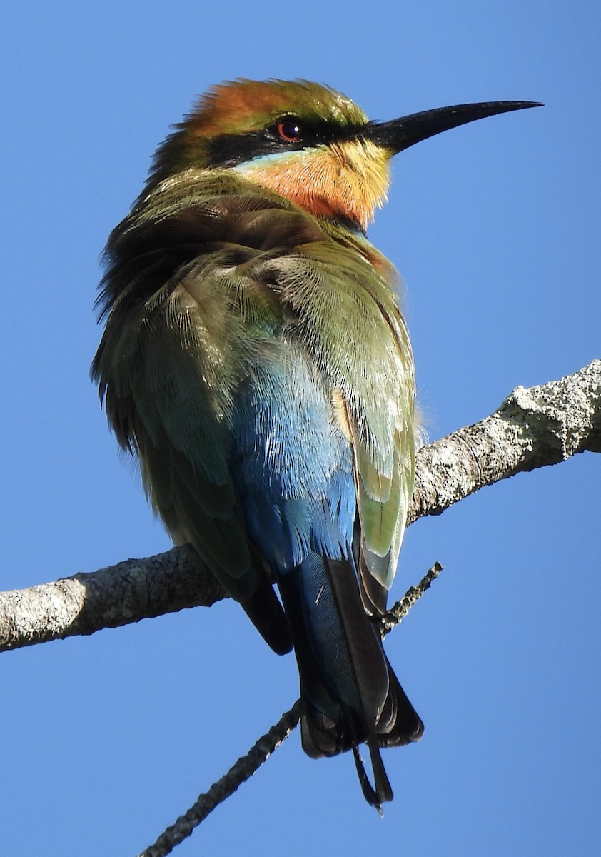 Rainbow Bee-eater - ML619276347