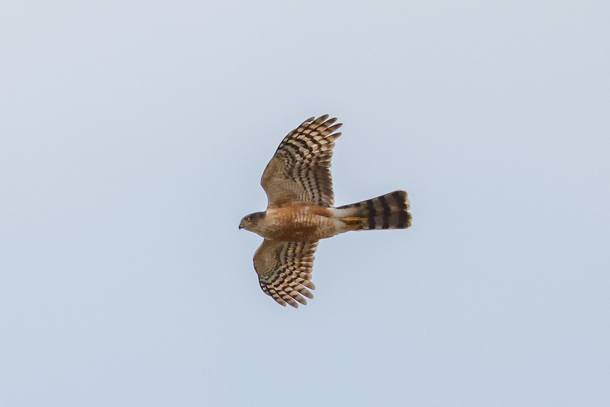 Rufous-breasted Sparrowhawk - ML619276368
