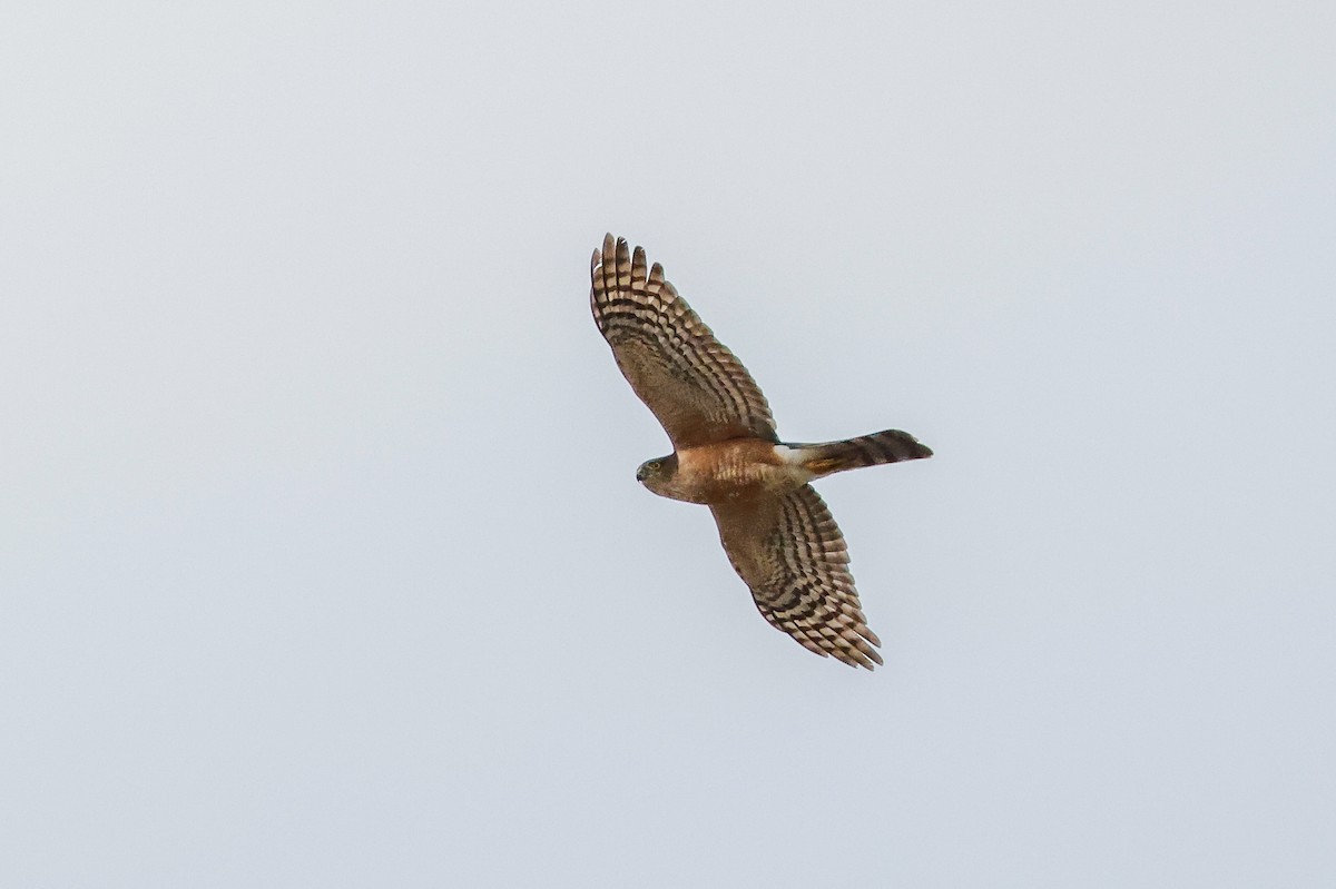 Rufous-breasted Sparrowhawk - ML619276369