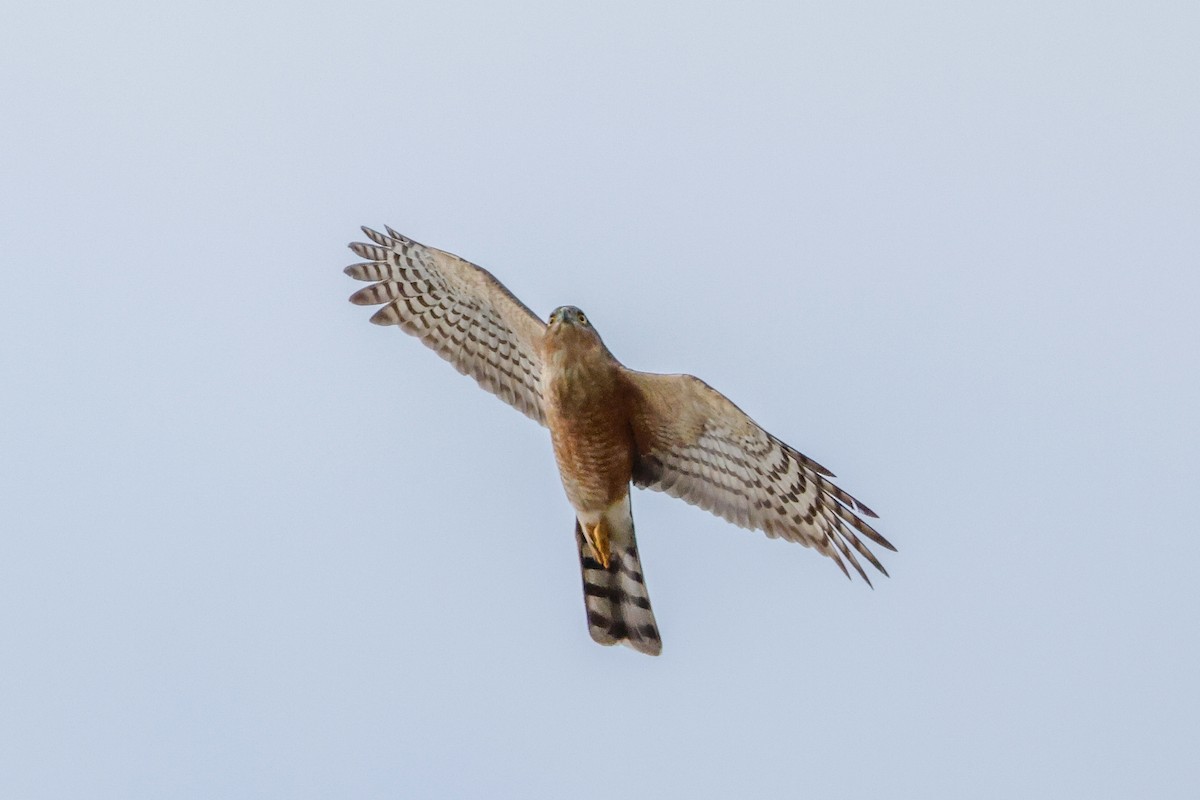 Rufous-breasted Sparrowhawk - ML619276372