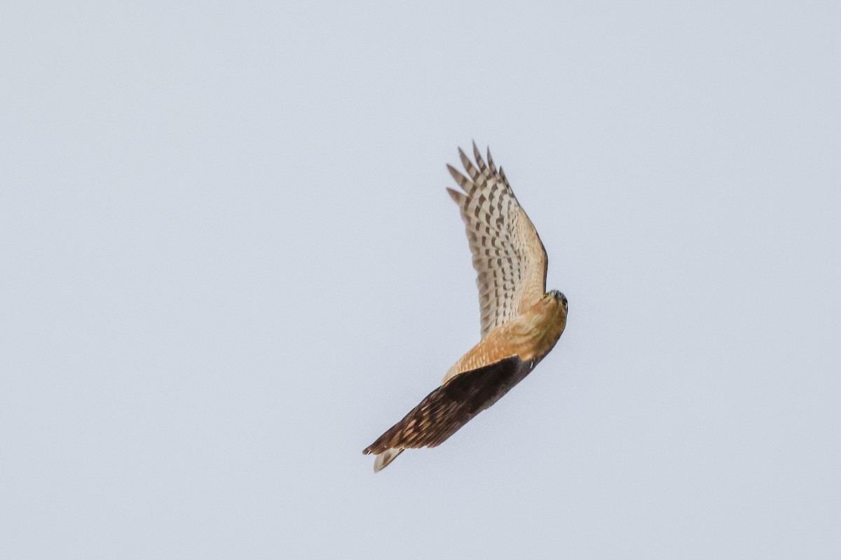 Rufous-breasted Sparrowhawk - ML619276373