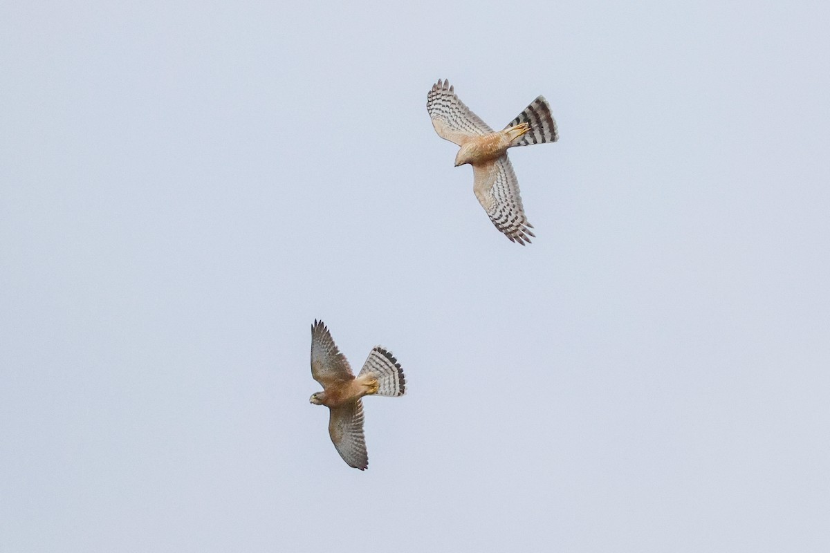 Rufous-breasted Sparrowhawk - ML619276377