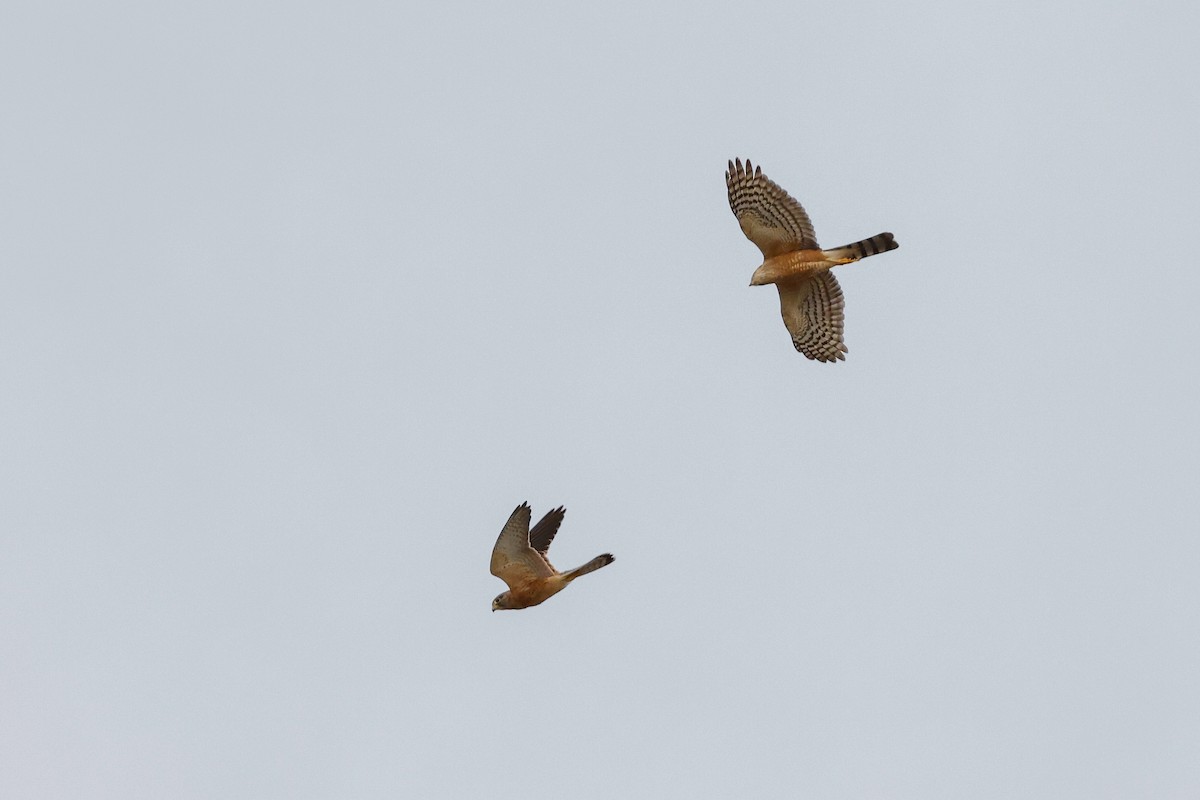 Rufous-breasted Sparrowhawk - ML619276378