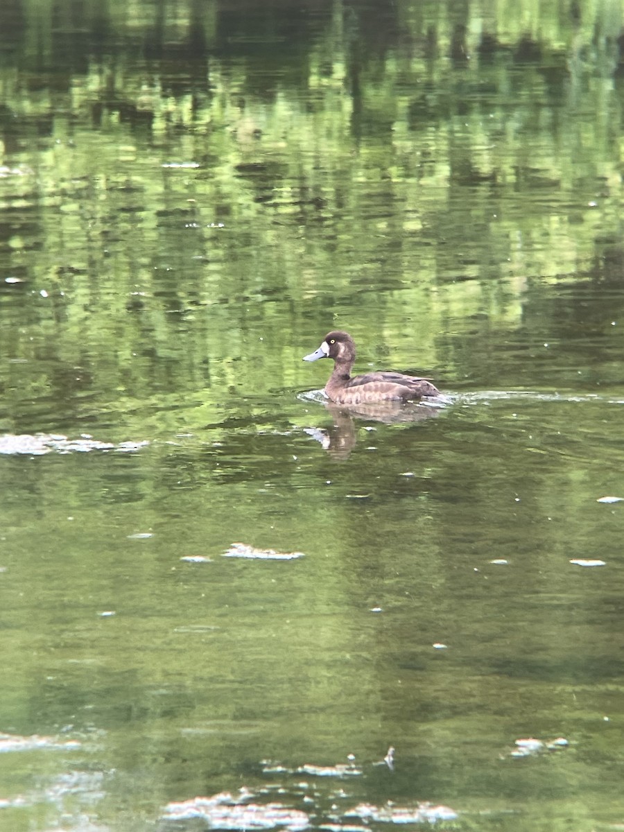 Greater Scaup - ML619276383