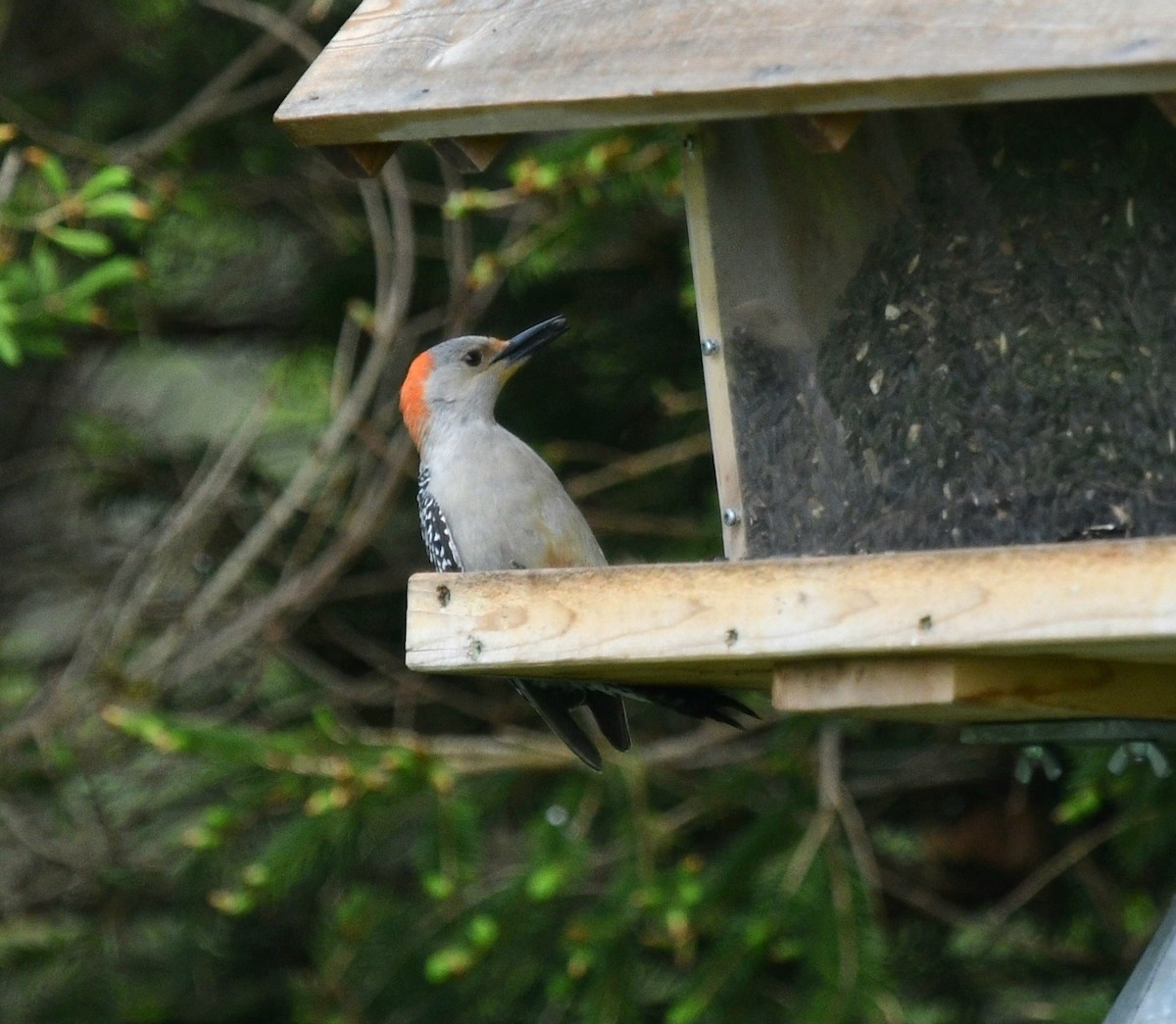 Red-bellied Woodpecker - ML619276444