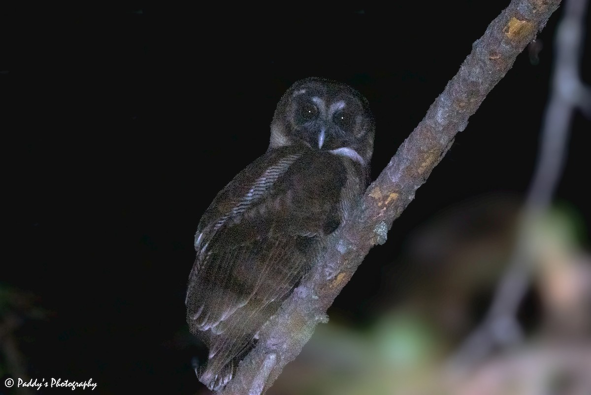 Brown Wood-Owl - ML619276500