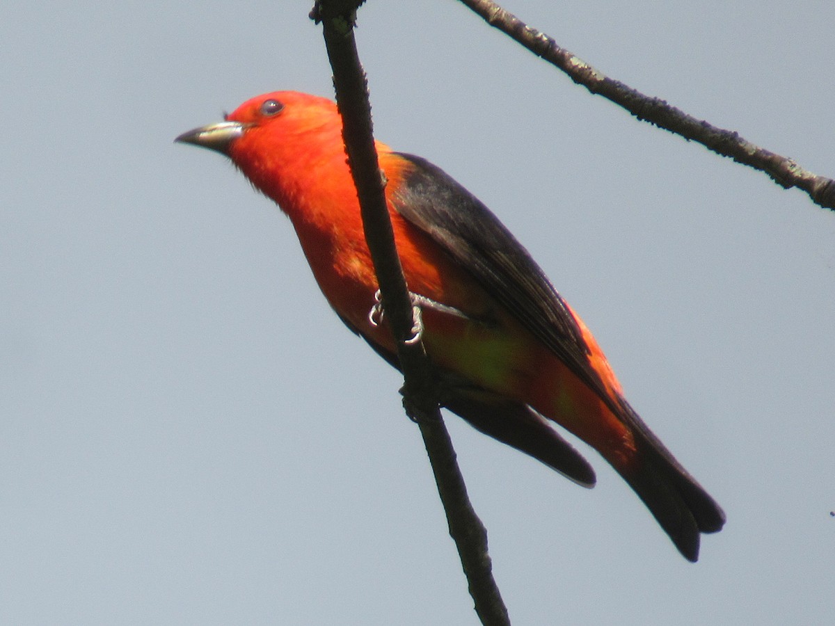 Scarlet Tanager - ML619276513
