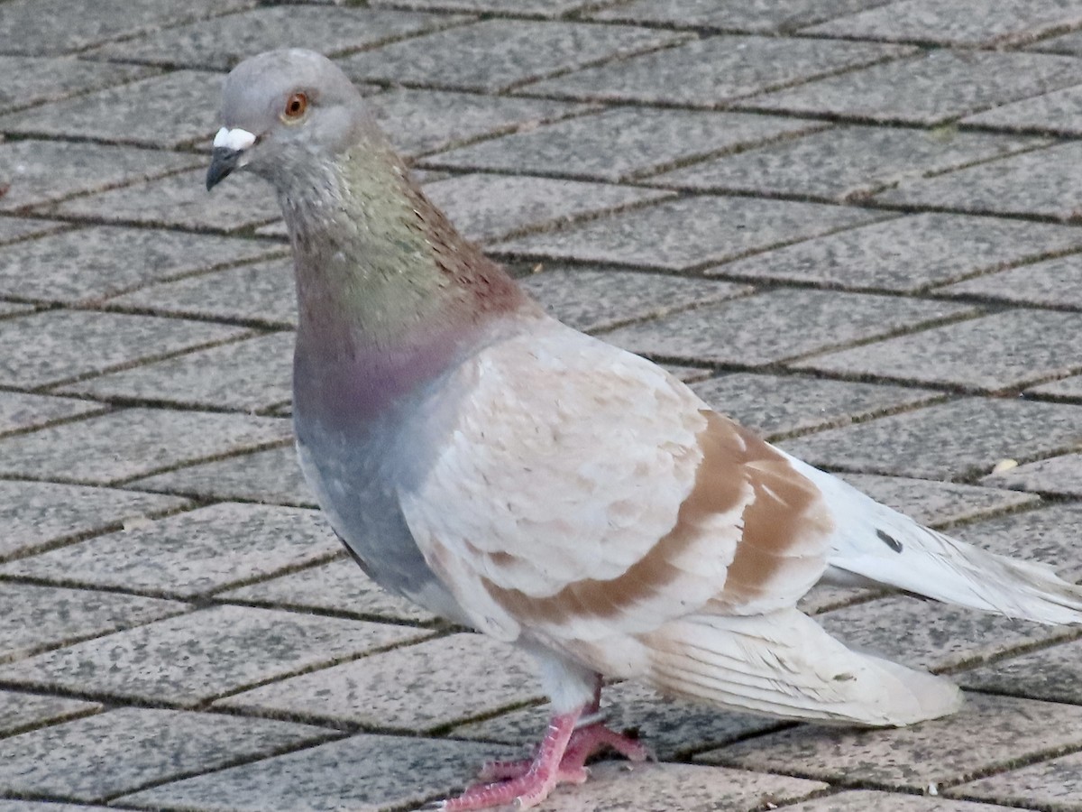 Rock Pigeon (Feral Pigeon) - ML619276553