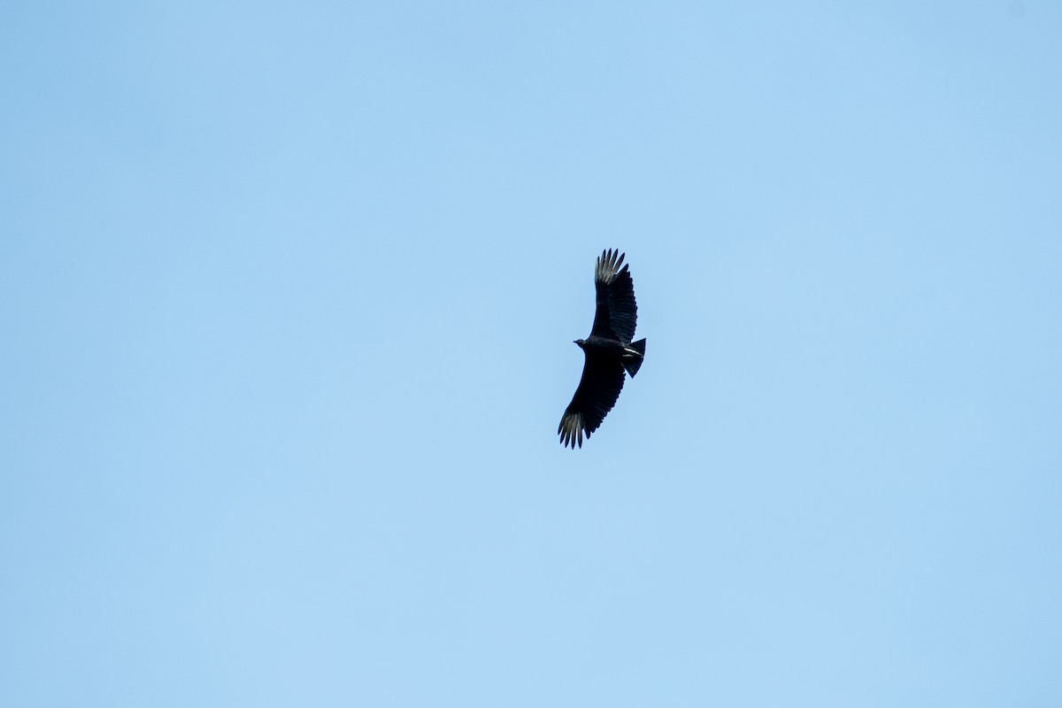 Black Vulture - ML619276559