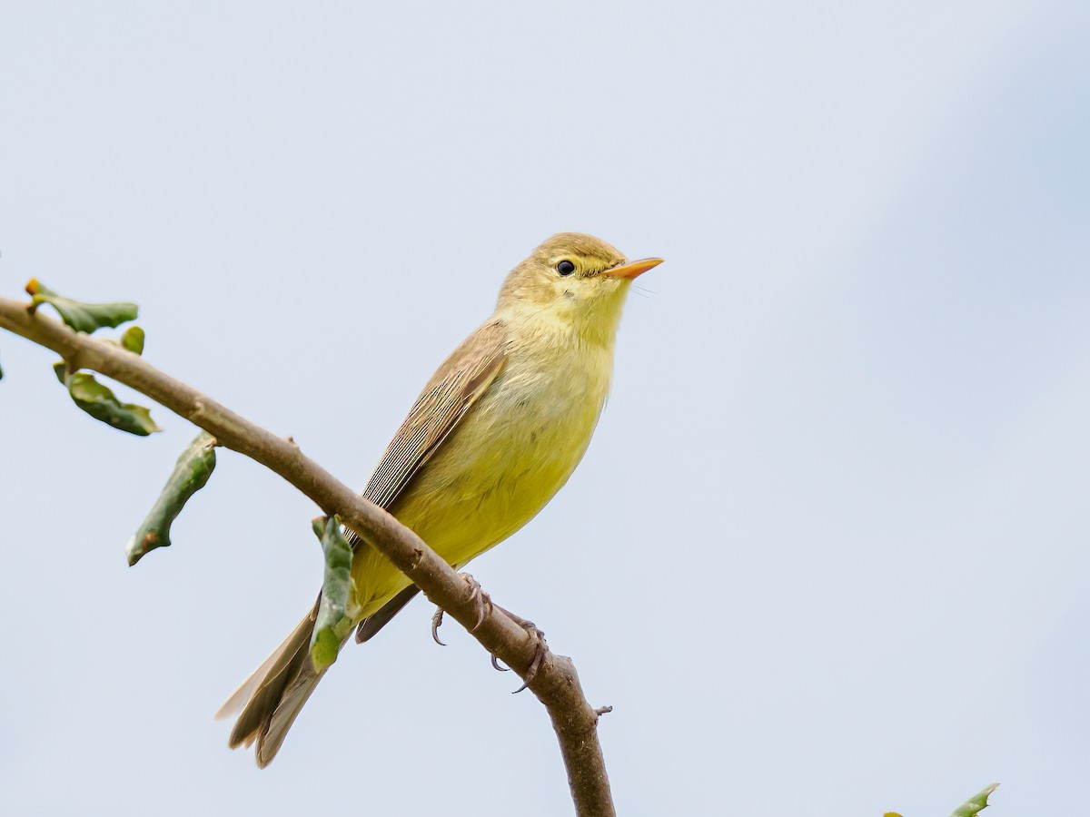Melodious Warbler - ML619276574