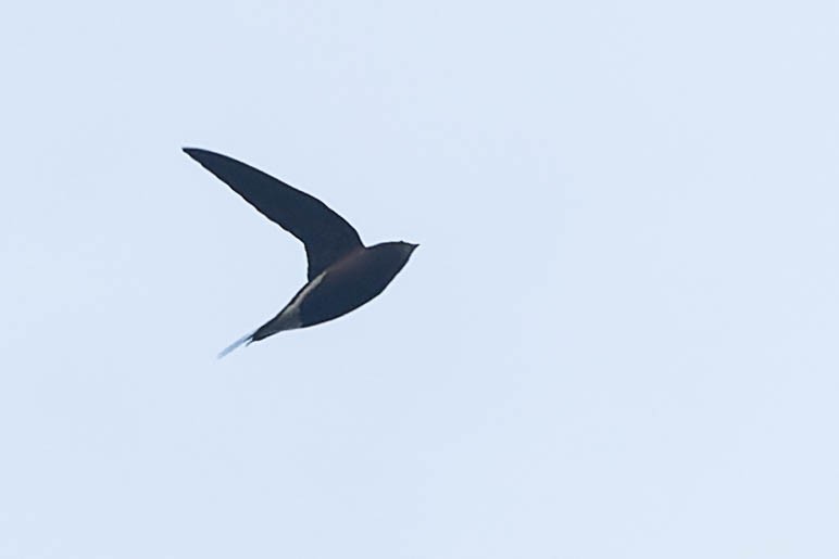 Brown-backed Needletail - ML619276614